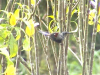 Black-throated Sunbird