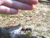 DSC00418_thumb.png