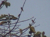Ļ