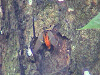 DSC00630_thumb.png