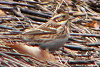 P1050221-s_thumb.png