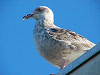 P1050629_thumb.png