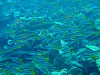 s-DSCF0962_thumb.jpg