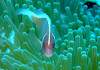 s-DSCF0973_thumb.jpg