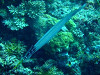 s-DSCF0987_thumb.jpg